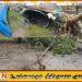 மட்டக்களப்பில் தோணிகளை சேதமாக்கிய யானைகள்