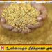 விவசாயிகளுக்கான விதை நெல் காப்புறுதித் திட்டம் அறிமுகம்