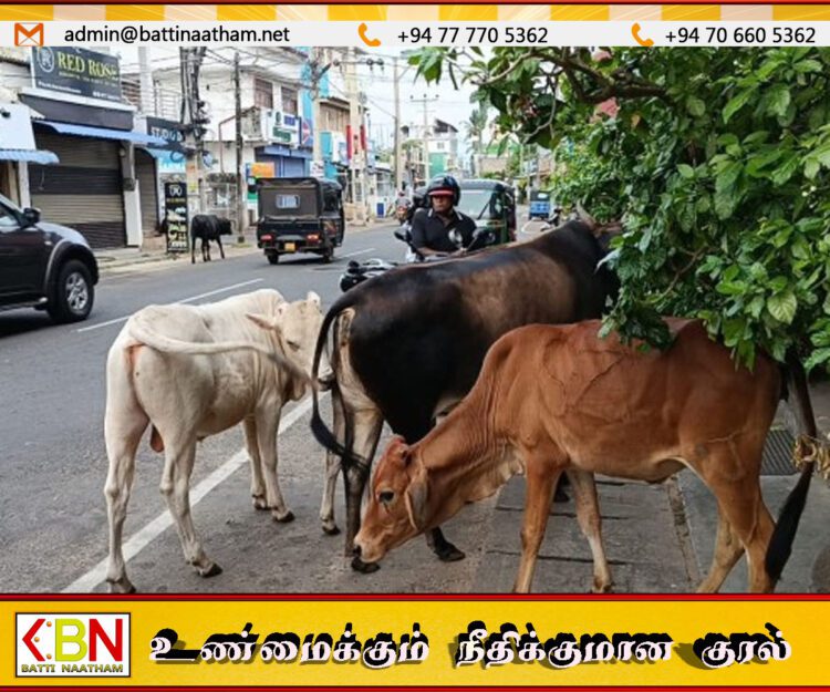 திருகோணமலையில் கட்டாக்காலி மாடுகளால் பொதுமக்கள் அவதி