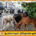 திருகோணமலையில் கட்டாக்காலி மாடுகளால் பொதுமக்கள் அவதி