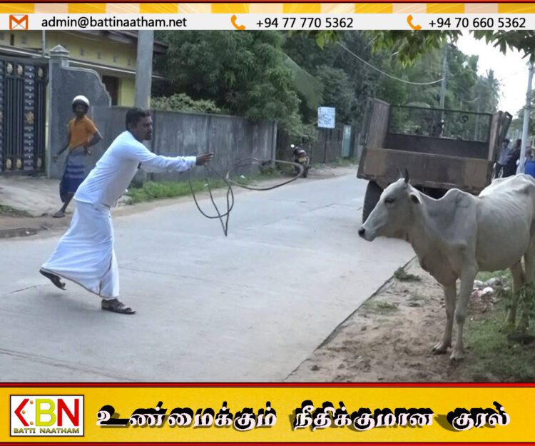 வீதி வீதியாக மாடு பிடித்து திரியும் மட்டு ஏறாவூர் பற்று தவிசாளர்!
