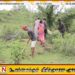 “மாவீரர்களை நினைவுகூரும் மாதம்”;ஆயித்தியமலை பகுதியில் 5000 பனை விதைகளை நடும் செயற்றிட்டம்