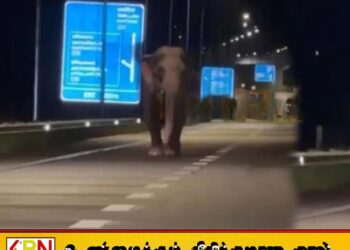 அதிவேக நெடுஞ்சாலை வீதியில் காட்டுயானை