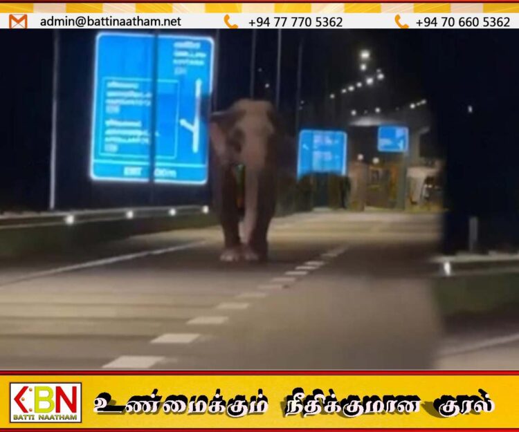 அதிவேக நெடுஞ்சாலை வீதியில் காட்டுயானை