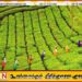 பிளிகண்டாமலை தோட்ட மக்களின் வழக்கின் அடிப்படையில் உரிமையாளருக்கு எதிராக நீதிமன்ற தடை உத்தரவு