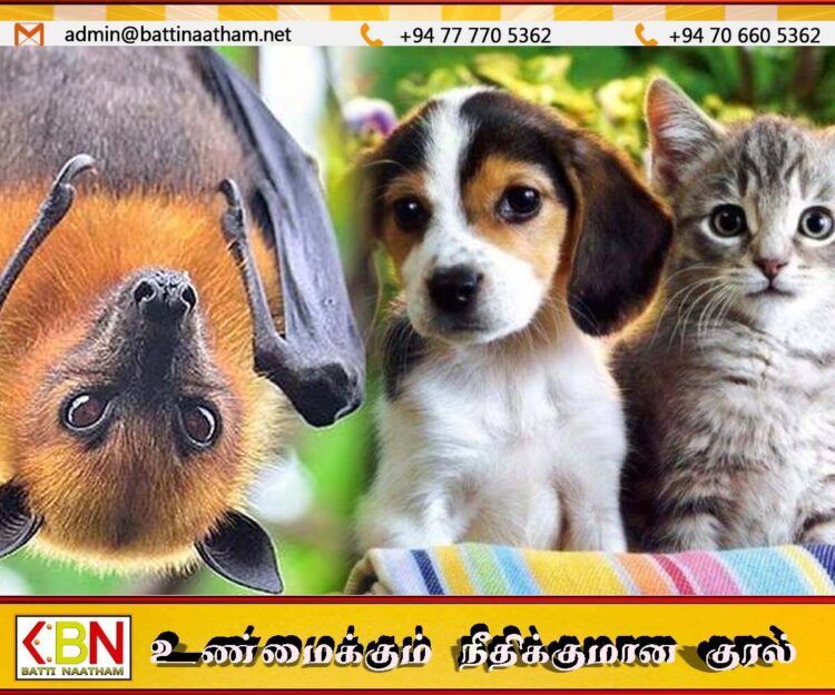 இந்தோனேசிய தலைநகரில் நாய், பூனை மற்றும் வௌவால் இறைச்சி விற்க தடை