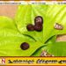 வெற்றிலை, பாக்கு பழக்கத்தால் தினமும் 9 பேர் வாய் புற்றுநோயால் பாதிப்பு; வெளியான தகவல்