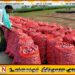 பெரிய வெங்காய உற்பத்தியை அதிகரிப்பது மற்றும் விலை நிர்ணய பொறிமுறை குறித்து அரசு நடவடிக்கை