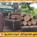 கிளிநொச்சியில் சட்டவிரோதமாக முதிரை மரக்குற்றிகள் கடத்தல்; மூவர் கைது