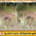 மட்டு கார் மலைப்பகுதியில் யானை தாக்குதலுக்கு இலக்காகி பண்ணையார் உயிரிழப்பு