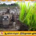 பெரும்போகத்திற்கான உர மானியமாக 25,000 ரூபாய்; வெளியான மகிழ்ச்சித் தகவல்