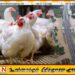 வெள்ள பெருக்கு தாக்கத்தால் 15 இலட்சம் கோழிகள் உயிரிழப்பு; முட்டை விலை உயரும் அபாயம்