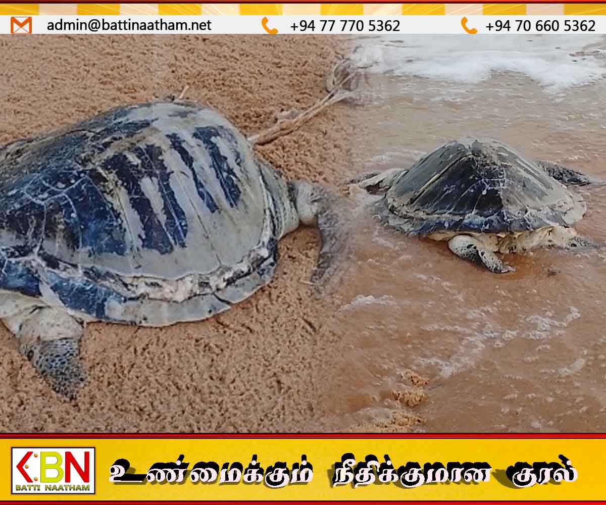 மருதமுனை – கல்முனைக்கு இடைப்பட்ட பகுதியில் இறந்த நிலையில் கரை ஒதுங்கும் கடல் ஆமைகள்