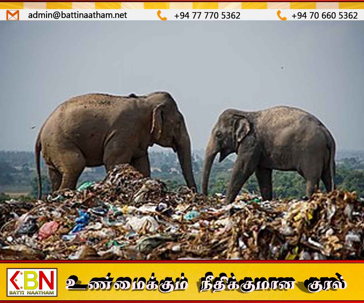 சுற்றாடல் சட்டங்களை மீறும் நபர்களுக்கு எதிராக கடும் நடவடிக்கை எடுக்கப்படும்