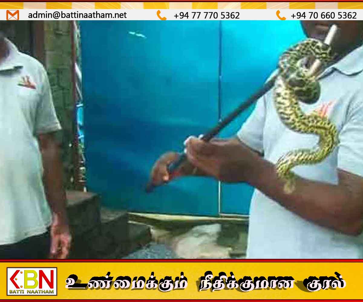 தெஹிவளை தேசிய மிருகக்காட்சிசாலையில் காணாமல் போன ‘மஞ்சள் அனகொண்டா’ கண்டுபிடிப்பு