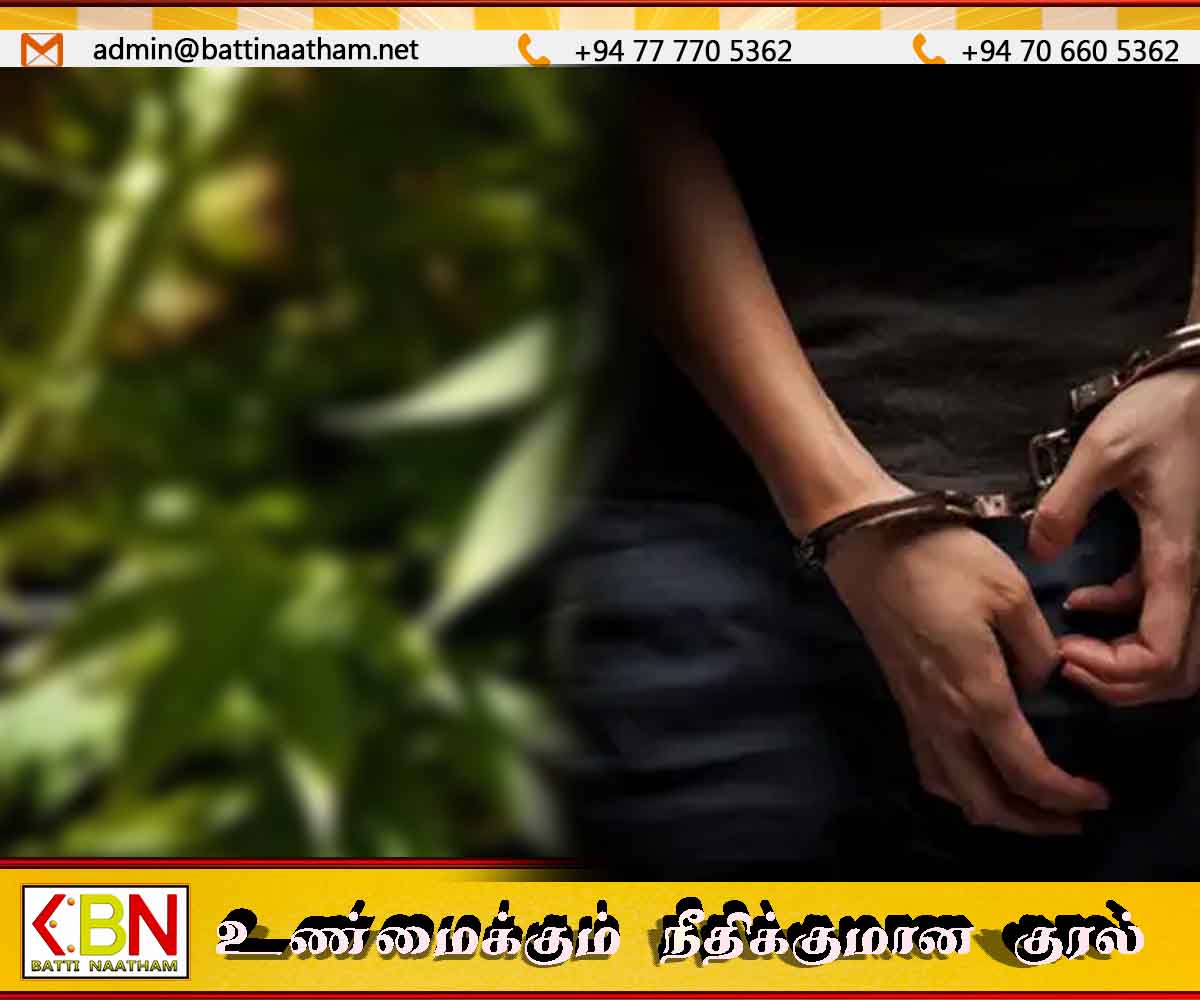 பொத்துவில் வனப்பகுதியில் 60,000 கஞ்சா செடிகள் கண்டுபிடிப்பு – இருவர் கைது