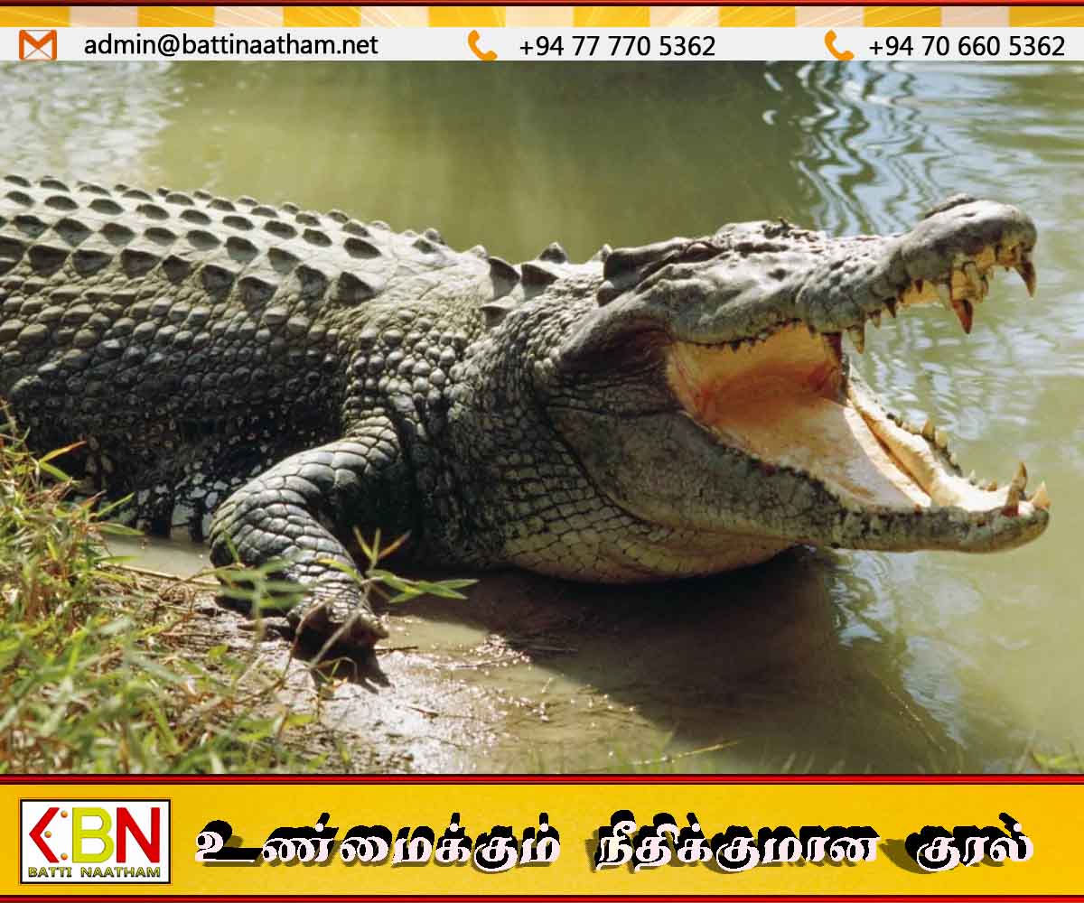 கல்கிரியாகம பகுதியில் முதலையைக் கொன்ற சம்பவம் – நீதிமன்றம் கடும் அபராதம் விதிப்பு