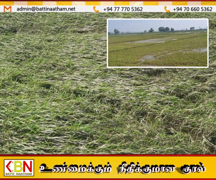 மட்டக்களப்பில் பல நூற்றுக்கணக்கான வயல்நிலங்கள் வெள்ளத்தில் பாதிப்பு
