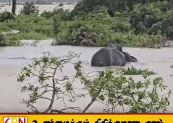 மட்டக்களப்பில் வெள்ளத்தில் சிக்கிய யானைகள்; காடுகளை மூழ்கடித்த நீர்