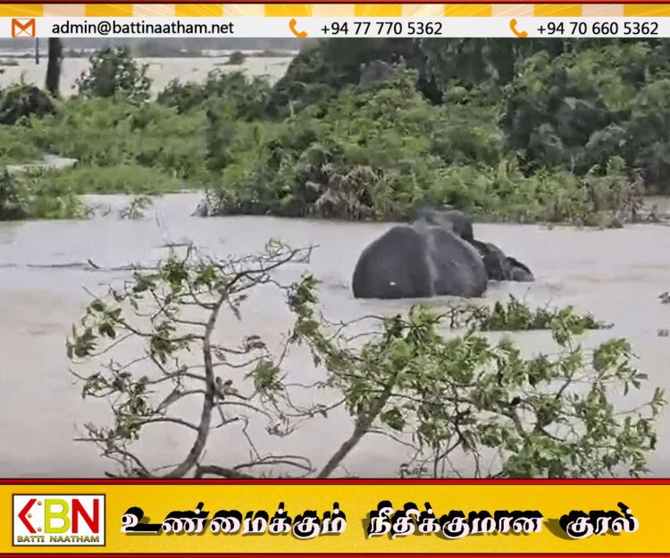 மட்டக்களப்பில் வெள்ளத்தில் சிக்கிய யானைகள்; காடுகளை மூழ்கடித்த நீர்