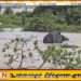 மட்டக்களப்பில் வெள்ளத்தில் சிக்கிய யானைகள்; காடுகளை மூழ்கடித்த நீர்
