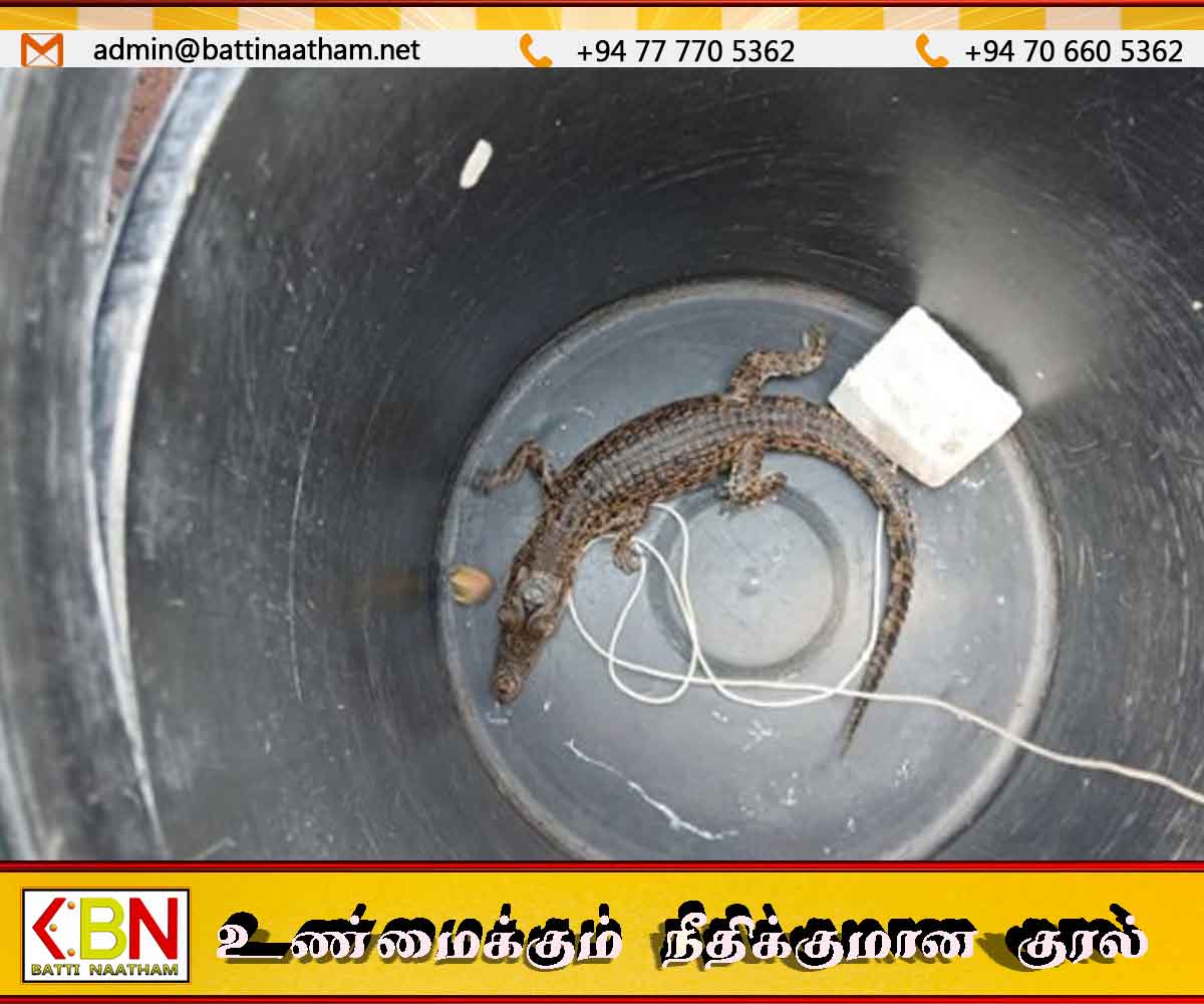 இலங்கையில் முதலை குட்டி வளர்த்தவருக்கு நடந்த சம்பவம் – நீதிமன்றத்தின் அதிரடி உத்தரவு
