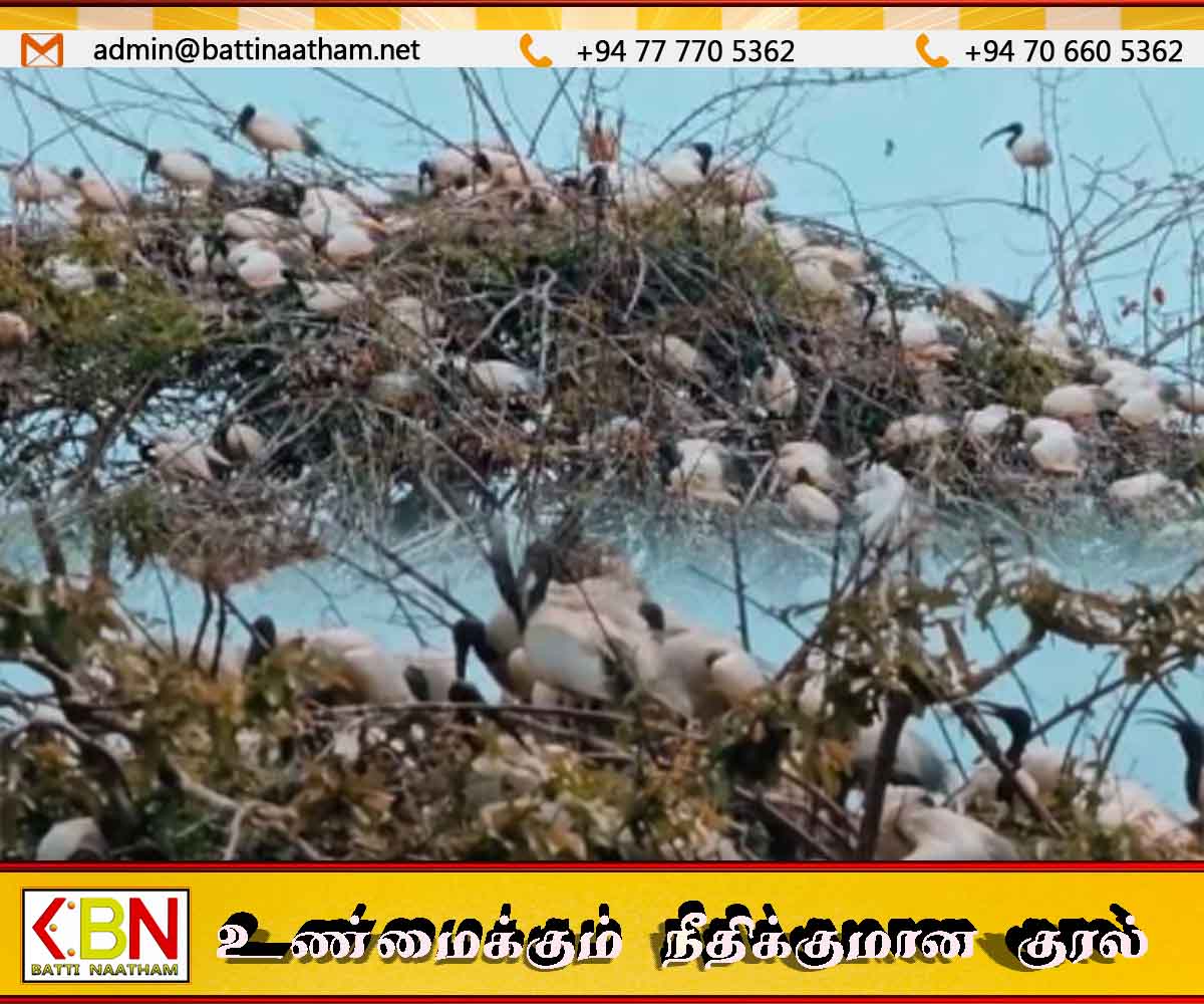 குருக்கள்மடம் ஏத்தாலைக்குளத்தில் மீண்டும் திரண்ட வெளிநாட்டு பறவைகள்