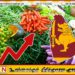 மரக்கறிகளின் விலைகள் சடுதியாக உயர்வு