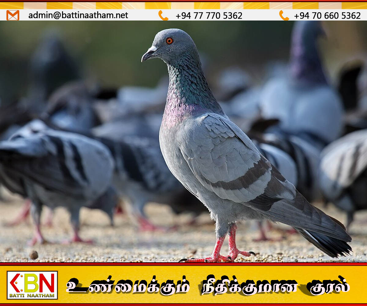 புறா திருடியவர் கைது