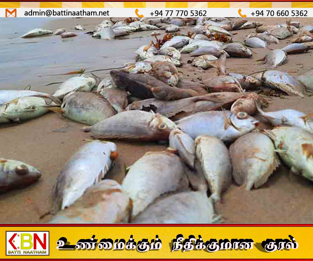 இறந்த மீன்களை உண்ணவேண்டாம்; உலக சுகாதார நிறுவனம்