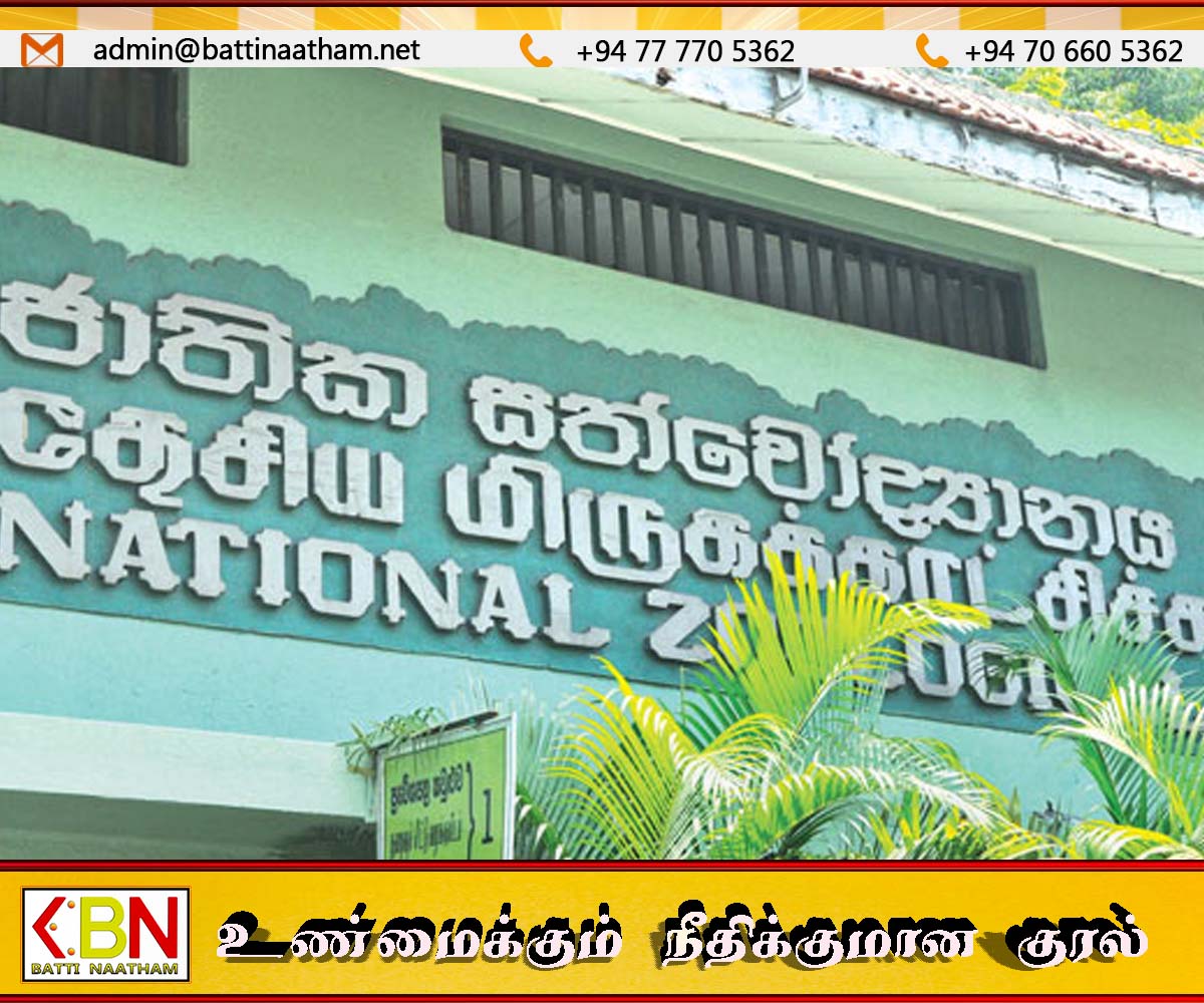 தெஹிவளை மிருகக்காட்சிசாலையில் மஞ்சள் அனகொண்டா குட்டி மாயம்