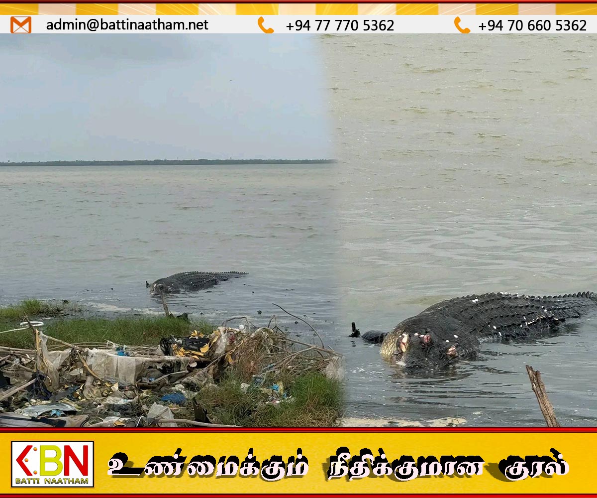மட்டக்களப்பு வாவியில் அச்சுறுத்தலாக காணப்பட்ட முதலை உயிரிழந்து காத்தான்குடியில் கரையோதுங்கியது!