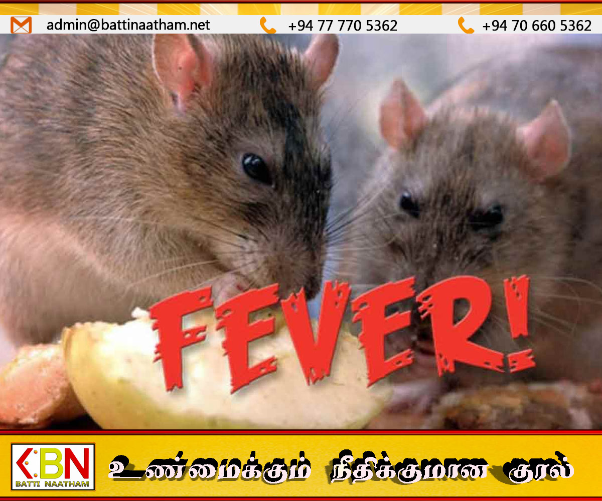 மட்டக்களப்பு மாவட்டத்தில் எலிக்காய்ச்சல் பரவல் தீவிரம் – 18 பேர் பாதிப்பு