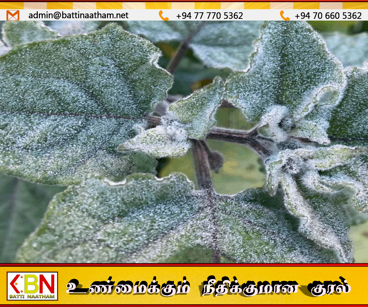 நுவரெலியாவில் அதிகாலையில் துகள் உறைபனி பொழிவு