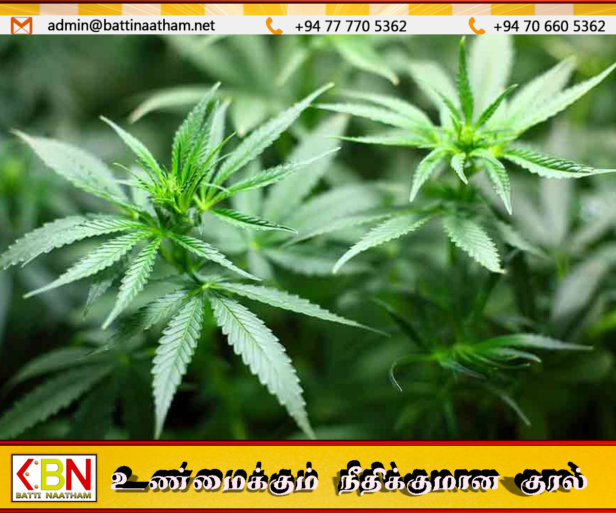 மொனராகலையில் பாரிய கஞ்சா தோட்டங்கள் முற்றுகை; ஒருவர் கைது