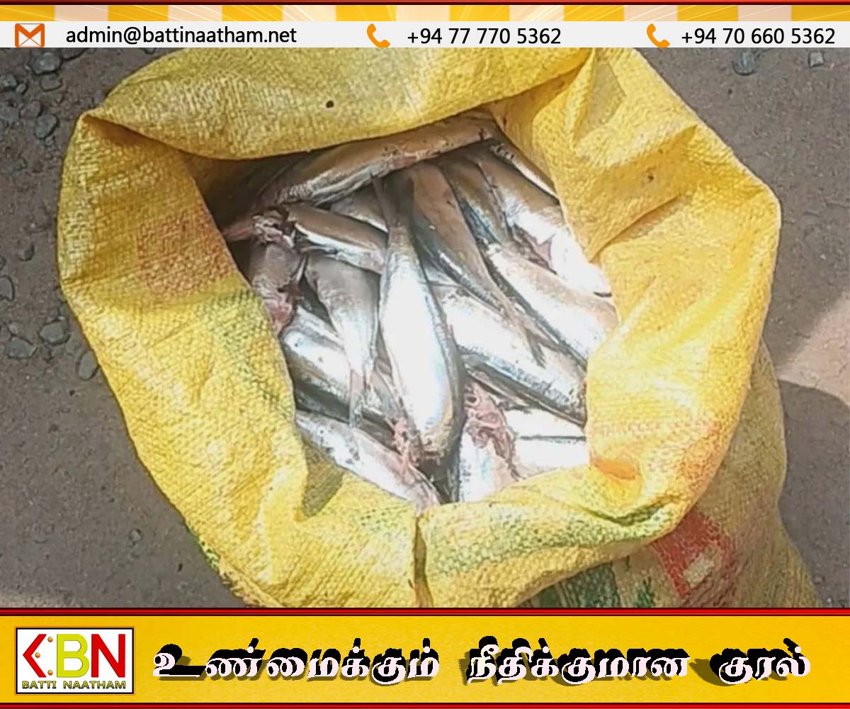 மட்டக்களப்பு மீன் சந்தையில் மனித பாவனைக்கு உதவாத ஒரு தொகை கீரி மீன்கள் பறிமுதல்