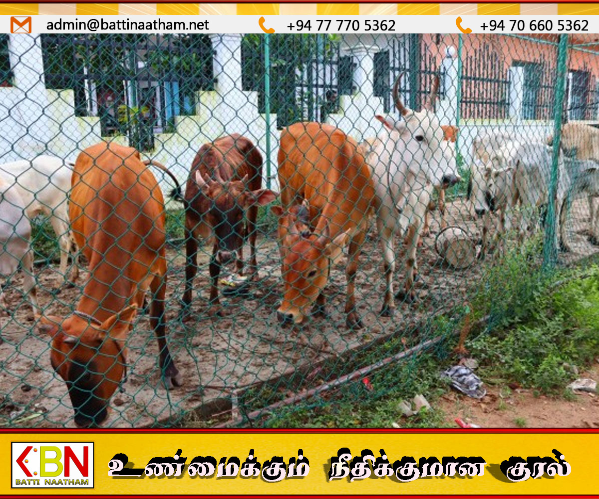 கிண்ணியாவில் வீதிகளில் திரியும் மாடுகள் பிடிப்பு ;உரிமையாளர்களுக்கு நகர சபை கடும் எச்சரிக்கை!