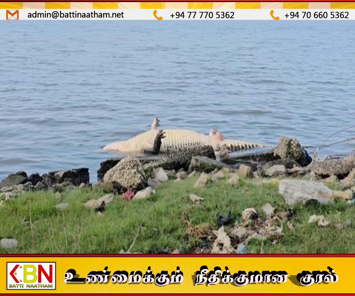 காத்தான்குடி வாவியில் மற்றுமொரு முதலை உயிரிழந்து கரையொதுங்கியுள்ளது