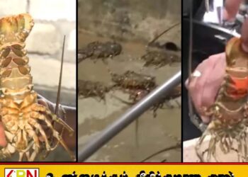 தடை செய்யப்பட்ட சிங்கி இறால்களுடன் மீனவர் ஒருவர் கைது
