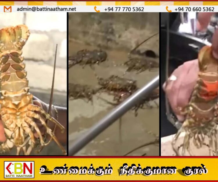 தடை செய்யப்பட்ட சிங்கி இறால்களுடன் மீனவர் ஒருவர் கைது