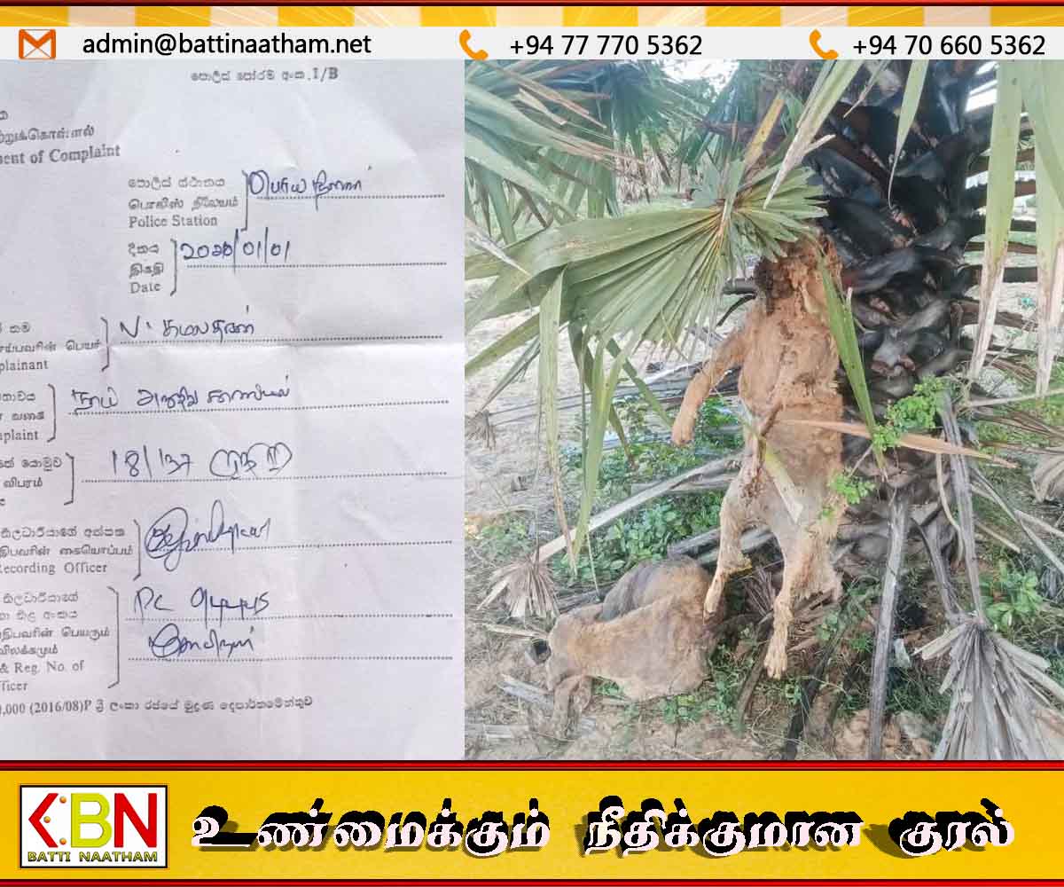 பெரியநீலாவணையில் நாய் கொலை சம்பவம் – ஆட்டு இறைச்சியுடன் கலக்கப்பட்டிருக்கலாம் என மக்கள் அச்சம்