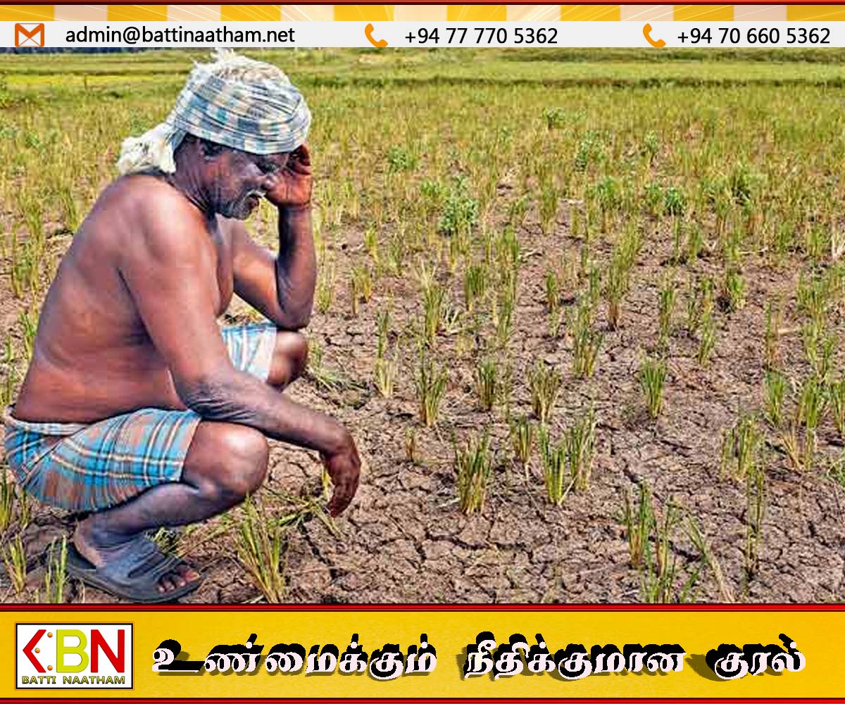 கந்தளாய் பகுதிகளில் மர்ம நோய்த் தாக்கம்; பல ஏக்கர் நெற்பயிர்கள் அழிவு