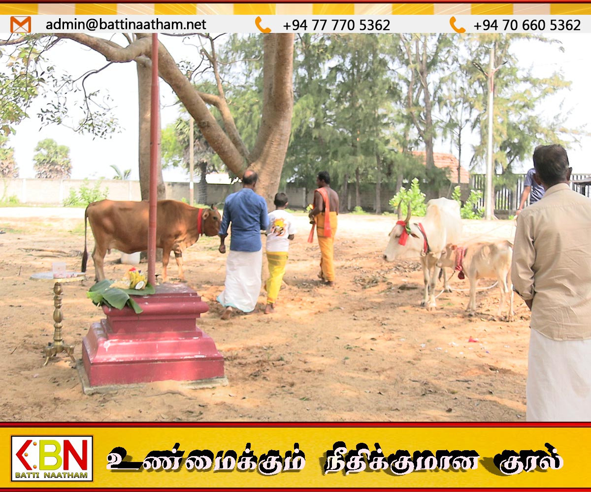 ஈழத்து திருச்செந்தூர் ஆலயத்தில் பட்டிப்பொங்கல் விழா