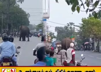 வாழைச்சேனை நகருக்குள் காட்டு யானை-ஒருவர் உயிரிழப்பு-3பேர் வைத்தியசாலையில்