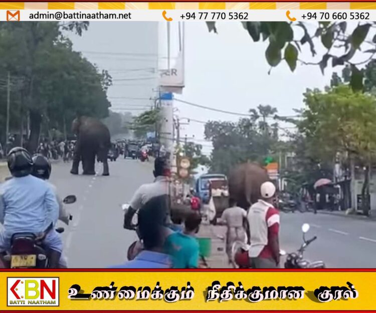 வாழைச்சேனை நகருக்குள் காட்டு யானை-ஒருவர் உயிரிழப்பு-3பேர் வைத்தியசாலையில்