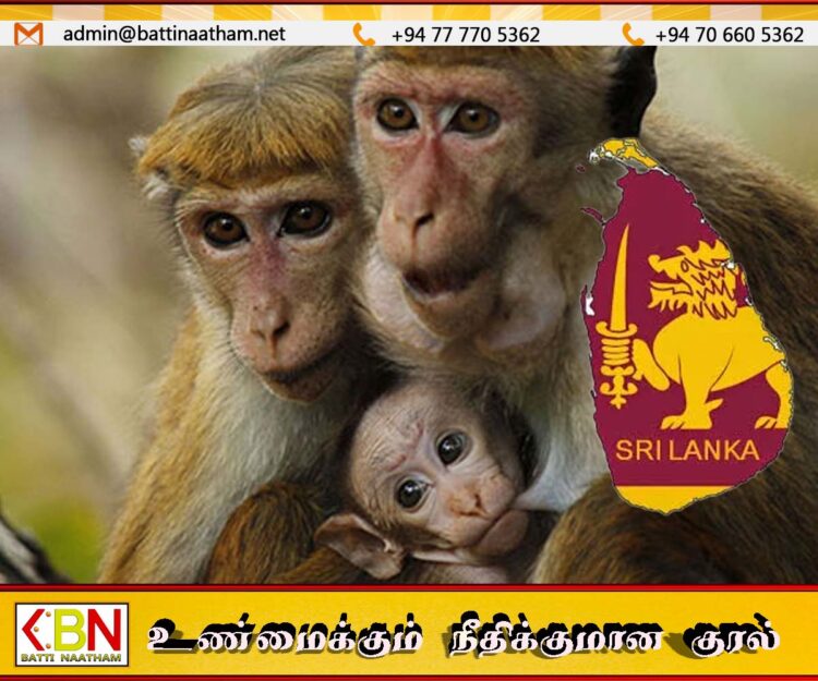 இலங்கையின் குரங்குகளுக்கான முதலாவது தடுப்பு முகாம்
