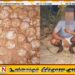 பலப்பிட்டியவில் 108 ஆமை முட்டைகளுடன் ஒருவர் கைது!