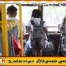 26 பாடசாலை வாகனங்களுக்கு தடை