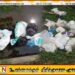 தளவாய் பகுதியில் இறைச்சி கழிவுகள் கொட்டும் மர்ம நபர்களை பிடிக்க நடவடிக்கை