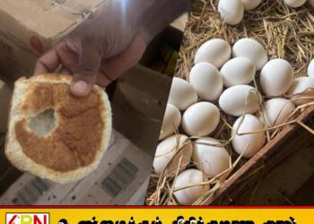 மன்னாரில் எலி, பல்லி எச்சங்களுடன் பழுதடைந்த பாண், பணிஸ்கள்; அதிகாரிகள் எடுத்த நடவடிக்கை